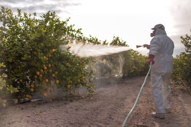 Best Insect Control  in Mission, TX